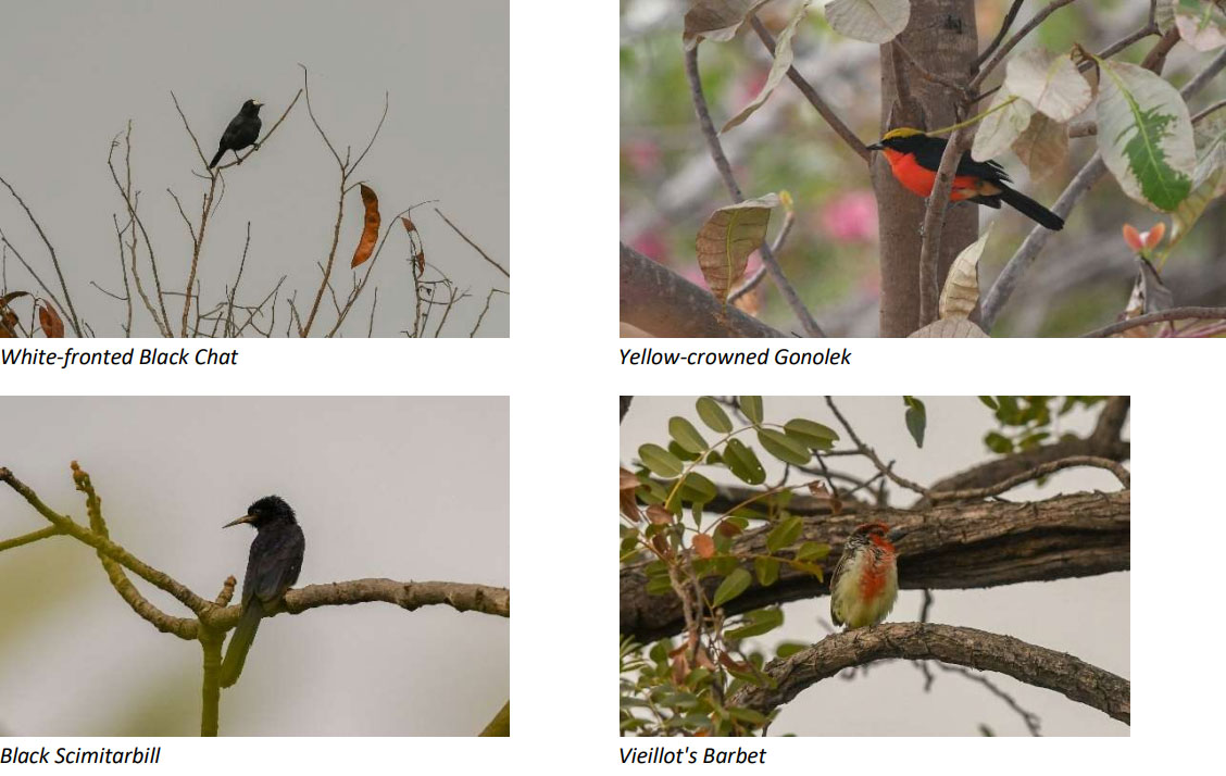 White-fronted Black Chat